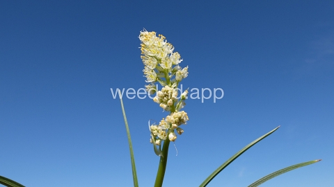 deathcamas, meadow